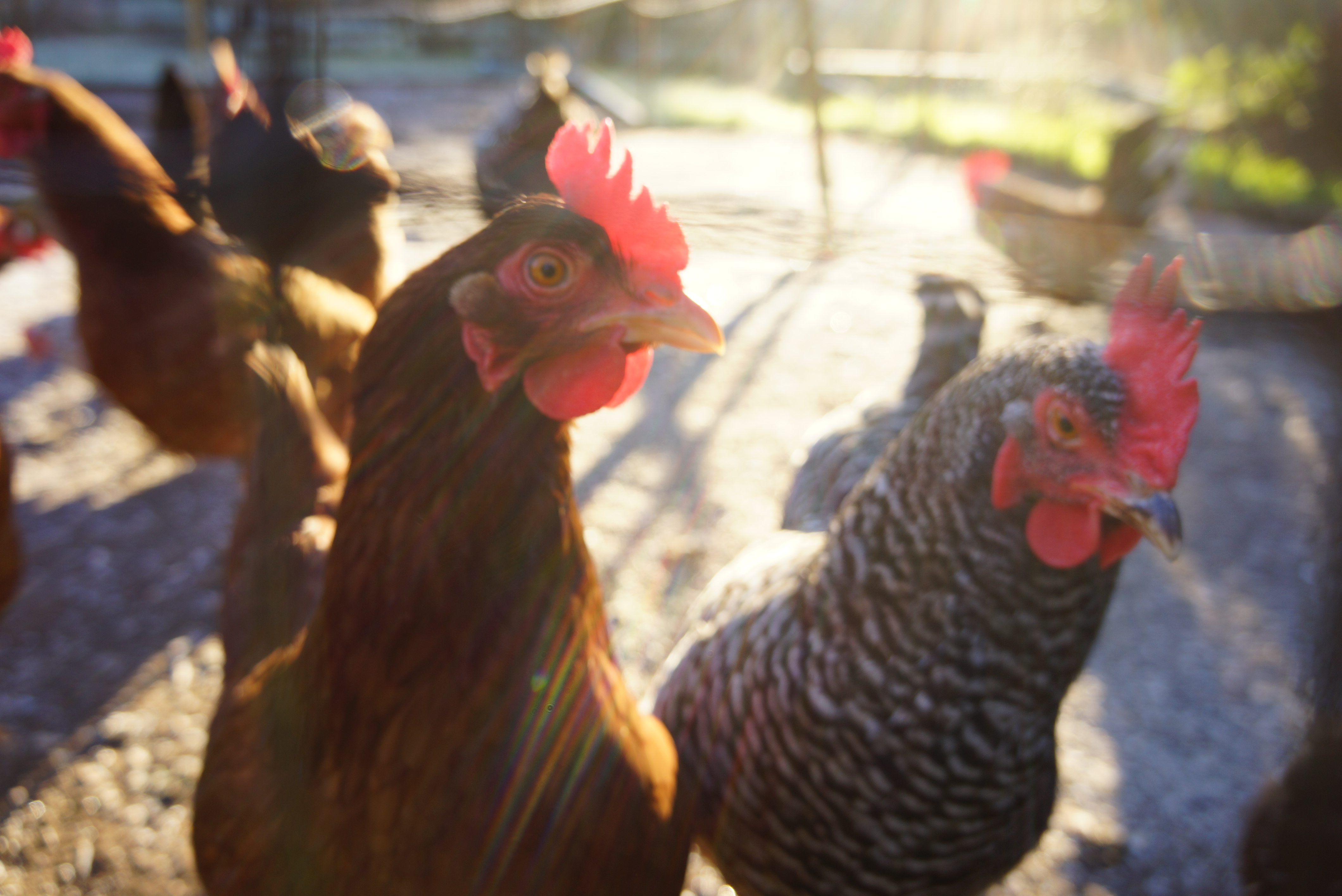 Potato-Leek Frittata